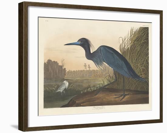 Blue Crane or Heron, 1836-John James Audubon-Framed Giclee Print