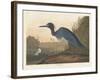 Blue Crane or Heron, 1836-John James Audubon-Framed Giclee Print