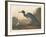 Blue Crane or Heron, 1836-John James Audubon-Framed Giclee Print