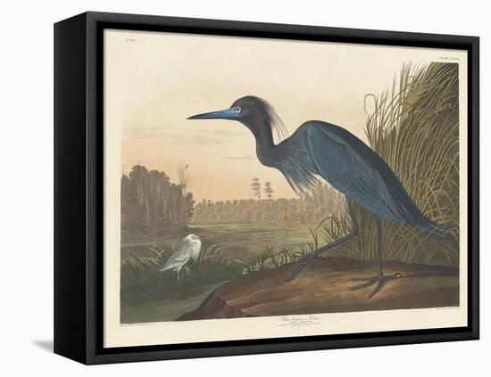Blue Crane or Heron, 1836-John James Audubon-Framed Stretched Canvas