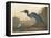 Blue Crane or Heron, 1836-John James Audubon-Framed Stretched Canvas