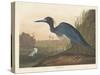 Blue Crane or Heron, 1836-John James Audubon-Stretched Canvas