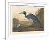 Blue Crane or Heron, 1836-John James Audubon-Framed Giclee Print