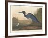 Blue Crane or Heron, 1836-John James Audubon-Framed Giclee Print