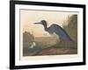 Blue Crane or Heron, 1836-John James Audubon-Framed Giclee Print