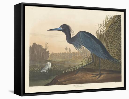 Blue Crane or Heron, 1836-John James Audubon-Framed Stretched Canvas