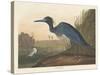 Blue Crane or Heron, 1836-John James Audubon-Stretched Canvas