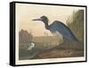 Blue Crane or Heron, 1836-John James Audubon-Framed Stretched Canvas