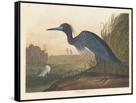 Blue Crane or Heron, 1836-John James Audubon-Framed Stretched Canvas