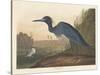 Blue Crane or Heron, 1836-John James Audubon-Stretched Canvas