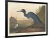 Blue Crane or Heron, 1836-John James Audubon-Framed Giclee Print