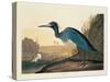 Blue Crane or Heron Plate 307-Porter Design-Stretched Canvas