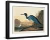 Blue Crane or Heron Plate 307-Porter Design-Framed Giclee Print