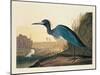 Blue Crane or Heron Plate 307-Porter Design-Mounted Giclee Print