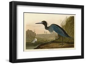 Blue Crane or Heron-John James Audubon-Framed Giclee Print