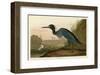 Blue Crane or Heron-John James Audubon-Framed Giclee Print