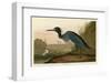 Blue Crane or Heron-John James Audubon-Framed Giclee Print