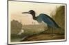 Blue Crane or Heron-John James Audubon-Mounted Giclee Print