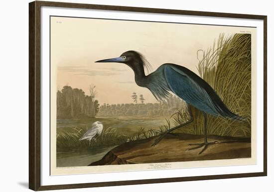 Blue Crane or Heron-John James Audubon-Framed Giclee Print