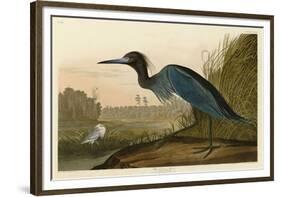 Blue Crane or Heron-John James Audubon-Framed Giclee Print