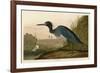 Blue Crane or Heron-John James Audubon-Framed Giclee Print