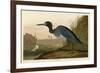 Blue Crane or Heron-John James Audubon-Framed Giclee Print