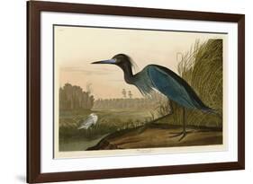 Blue Crane or Heron-John James Audubon-Framed Giclee Print