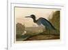 Blue Crane or Heron-John James Audubon-Framed Giclee Print