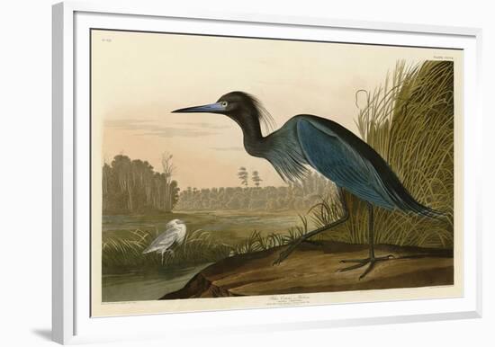 Blue Crane or Heron-John James Audubon-Framed Giclee Print