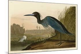 Blue Crane or Heron-John James Audubon-Mounted Giclee Print