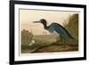 Blue Crane or Heron-John James Audubon-Framed Giclee Print