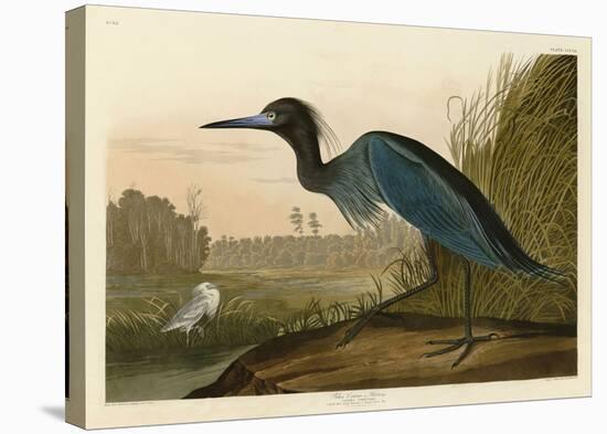 Blue Crane or Heron-John James Audubon-Stretched Canvas