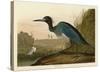 Blue Crane or Heron-John James Audubon-Stretched Canvas