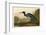 Blue Crane or Heron-John James Audubon-Framed Art Print