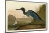 Blue Crane or Heron-John James Audubon-Mounted Art Print