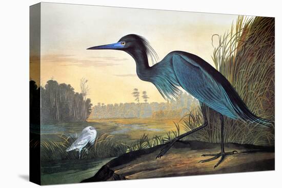 Blue Crane or Heron-John James Audubon-Stretched Canvas