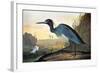 Blue Crane or Heron-John James Audubon-Framed Giclee Print