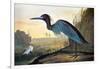 Blue Crane or Heron-John James Audubon-Framed Giclee Print