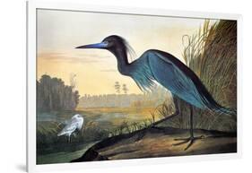 Blue Crane or Heron-John James Audubon-Framed Giclee Print