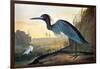 Blue Crane or Heron-John James Audubon-Framed Giclee Print