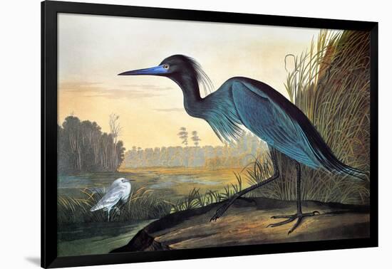 Blue Crane or Heron-John James Audubon-Framed Giclee Print