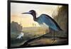 Blue Crane or Heron-John James Audubon-Framed Giclee Print