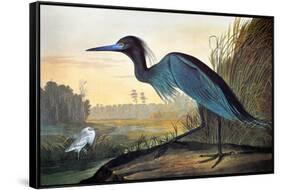 Blue Crane or Heron-John James Audubon-Framed Stretched Canvas