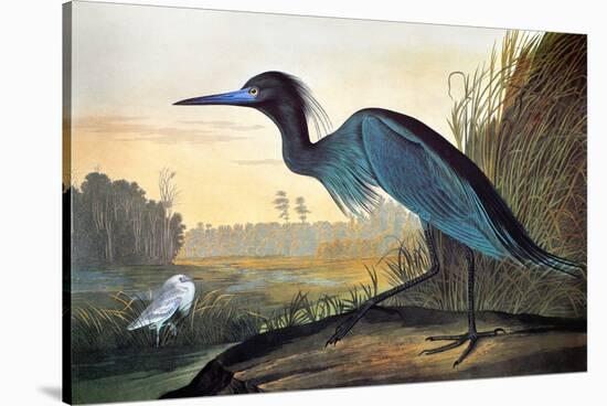 Blue Crane or Heron-John James Audubon-Stretched Canvas