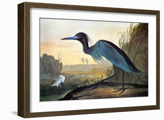 Blue Crane or Heron-John James Audubon-Framed Premium Giclee Print