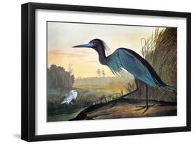 Blue Crane or Heron-John James Audubon-Framed Premium Giclee Print