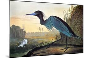 Blue Crane or Heron-John James Audubon-Mounted Premium Giclee Print