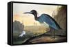 Blue Crane or Heron-John James Audubon-Framed Stretched Canvas