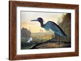 Blue Crane or Heron-John James Audubon-Framed Giclee Print