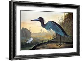 Blue Crane or Heron-John James Audubon-Framed Giclee Print